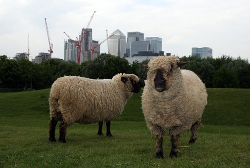 sheep in the city